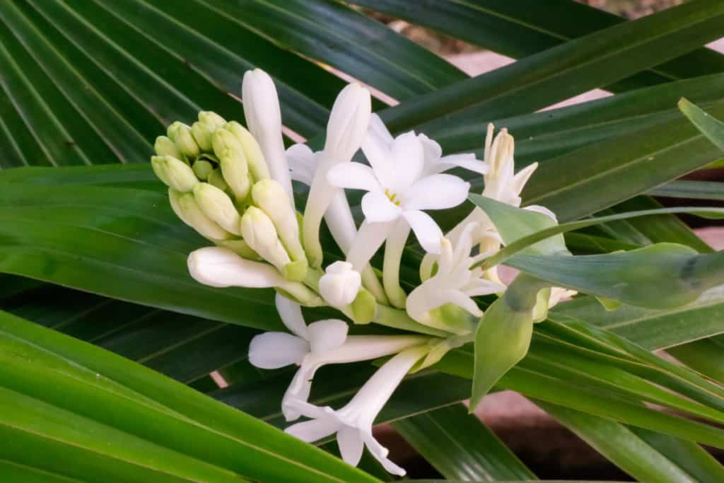 10 Best Tuberose Fragrances For Women